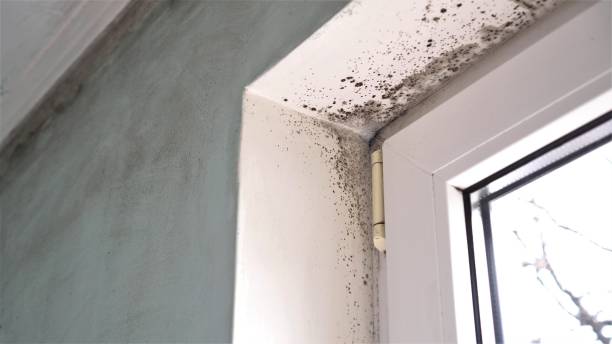 Best DIY Mold Remediation Support Services in Dexter, GA