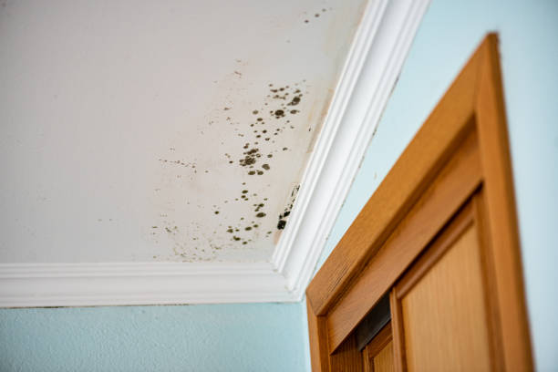 Best Commercial Mold Remediation in Dexter, GA