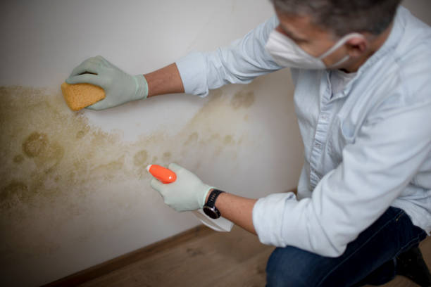 Best Residential Mold Remediation in Dexter, GA