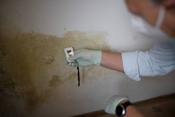 Best Post-Flood Mold Remediation in Dexter, GA