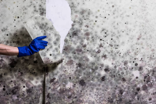 Dexter, GA Mold Remediation Company